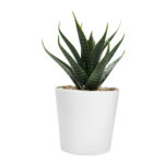 KTC 750 B - SET DE PLANTAS ALISO BLANCO (BLANCO - PLASTICO - CARTON) - Imagen 5