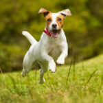 COLLAR NARBONA ROJO PT-002R ( PT-002 - PT002 -  ) - Imagen 3